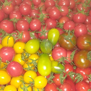 低農薬・完熟収穫ミニトマト約1.8キロ(野菜)