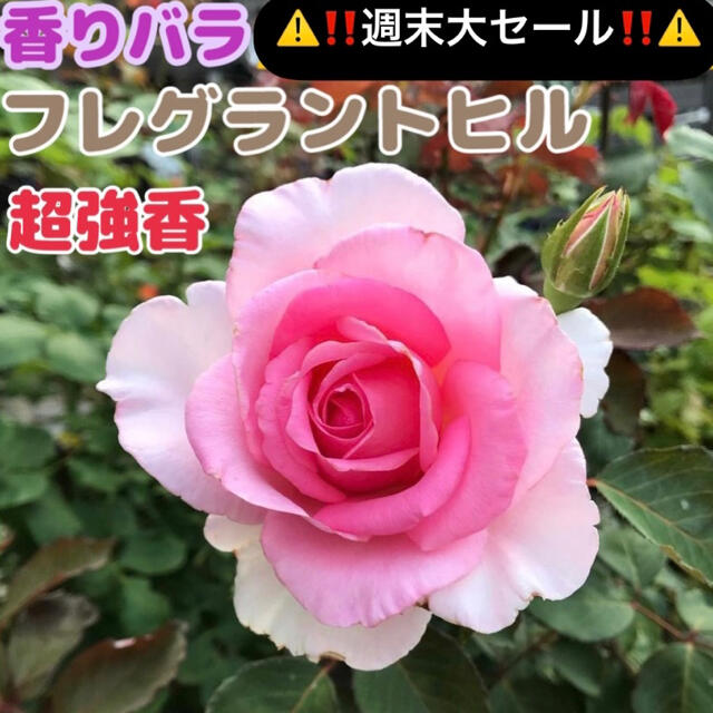 香り薔薇☆強香☆強健☆四季咲き☆薔薇苗☆フレグラントヒル☆挿し木苗