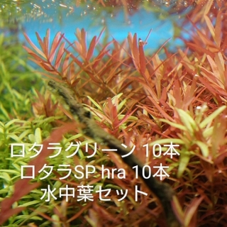 アクアデザインアマノ(Aqua Design Amano)のロタラグリーン、ロタラ SP hra 水中葉 各10本(アクアリウム)