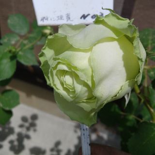 🌸もも様専用ページ🌸🌹『わかな』🌹挿し木苗(その他)