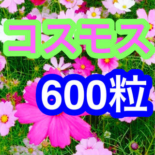 【今がまきどき】コスモス　6g たっぷり600粒【説明書付き！】【最安値】(その他)