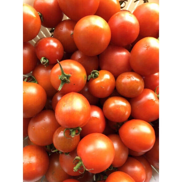 ミニ＋中玉ミックス トマト 2kg 自然栽培です 食品/飲料/酒の食品(野菜)の商品写真