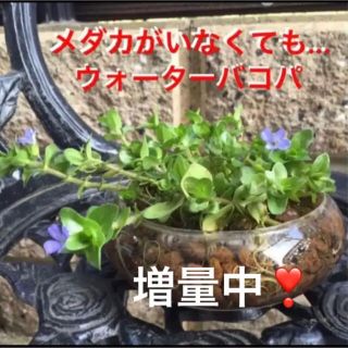 77☆メダカがいなくても❣️ウォーターバコパ〜☆(アクアリウム)