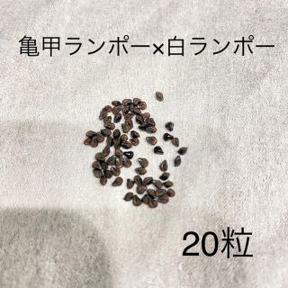 アストロフィツム 亀甲碧瑠璃ランポー × 白ランポー 種子 20粒(その他)