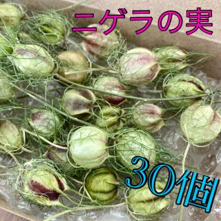 ニゲラ30個【ドライフラワー】(ドライフラワー)