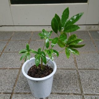 シェフレラ リサ 春楓 観葉植物(プランター)