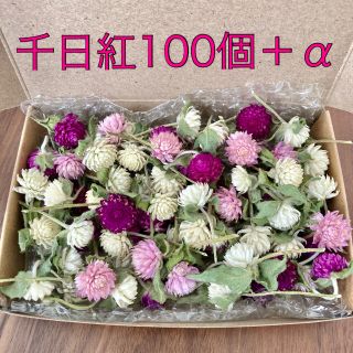 千日紅100個＋α【ドライフラワー】(ドライフラワー)