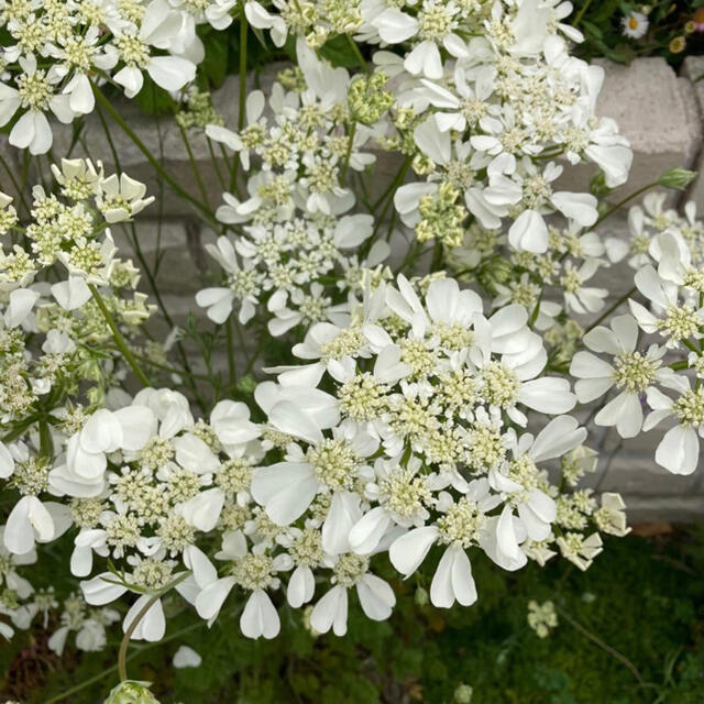 お花の種 3種類セット ✿ オルレアホワイトレース・シレネガリカ・千鳥草 ハンドメイドのフラワー/ガーデン(その他)の商品写真