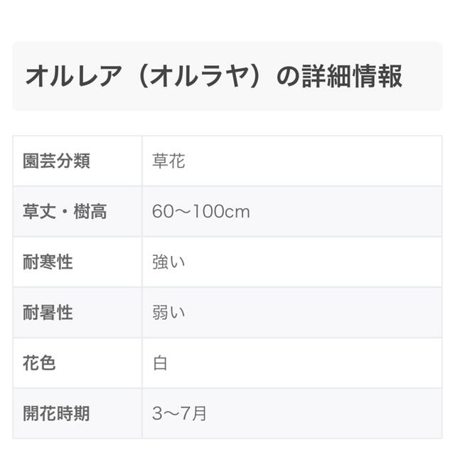 お花の種 3種類セット ✿ オルレアホワイトレース・シレネガリカ・千鳥草 ハンドメイドのフラワー/ガーデン(その他)の商品写真