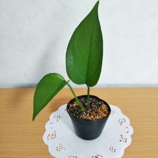 ポトス パーフェクトグリーン ミニ苗  日陰に強い  観葉植物(その他)