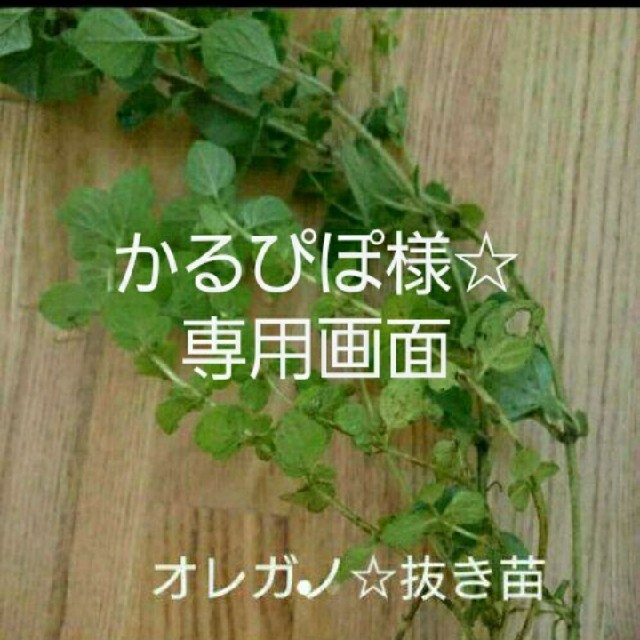 かるぴぽ様☆専用画面 ハンドメイドのフラワー/ガーデン(プランター)の商品写真