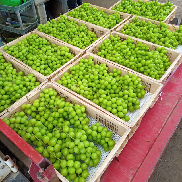 【夏季限定】No.33　4kg　シャインマスカット　産地直送　摘みたて　山梨県産