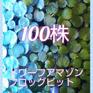 無農薬 浮草 ドワーフアマゾンフロッグピット100株+α(アクアリウム)