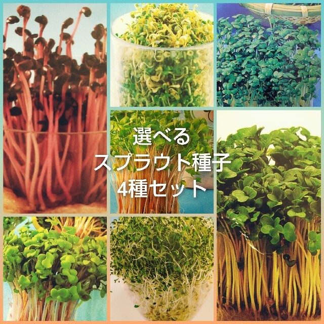 選べる4種　スプラウト種子　10ml 食品/飲料/酒の食品(野菜)の商品写真