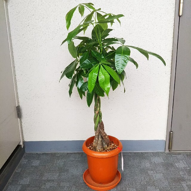 希少 ｂパキラねじり 観葉植物 高さ 95 縁起良い 樹形綺麗 受皿付 再入荷 Thedj Ro