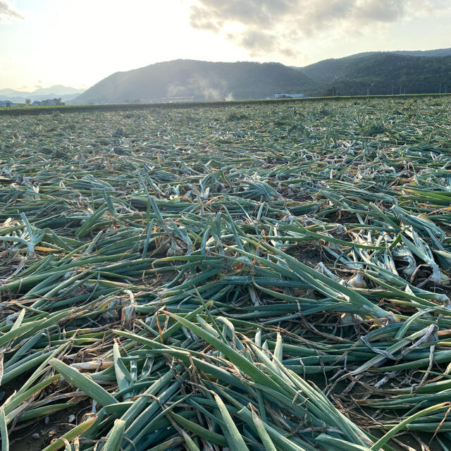  今が旬！　希少な白い玉ねぎ　北海道産 10kg   食品/飲料/酒の食品(野菜)の商品写真