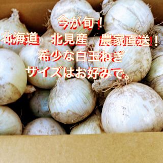  今が旬！　希少な白い玉ねぎ　北海道産 10kg  (野菜)