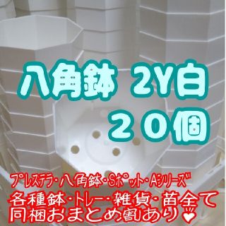 プラ八角鉢 カネヤ【2Y】20個 多肉植物 プレステラ(プランター)