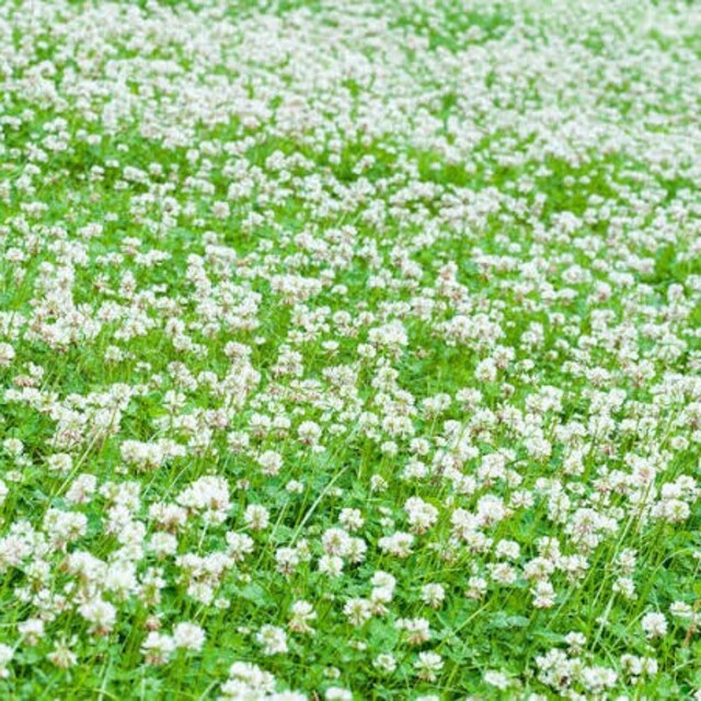 【幸福ポジティブフラワー】シロツメ  クサ、ホワイト クロー バー 41g6万粒 ハンドメイドのフラワー/ガーデン(その他)の商品写真