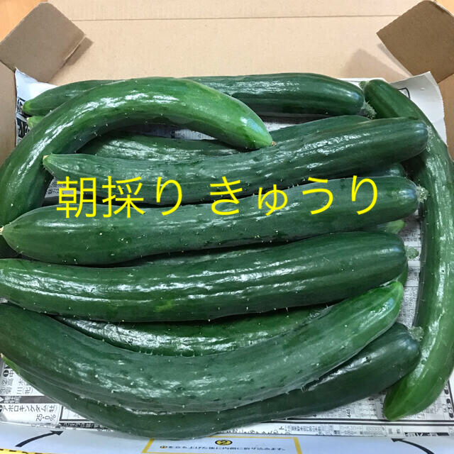 朝採り きゅうり 訳あり① 食品/飲料/酒の食品(野菜)の商品写真