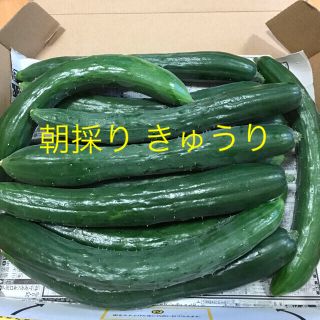 朝採り きゅうり 訳あり①(野菜)