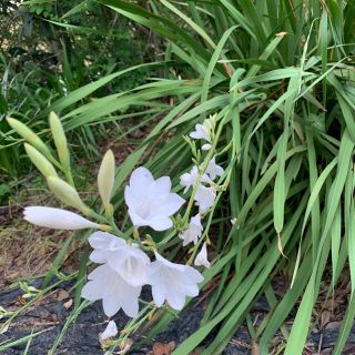 ✣ ⭐︎秋植え♪！綺麗なピンクワトソニアの球根100g〜150g⭐︎ ✣(その他)