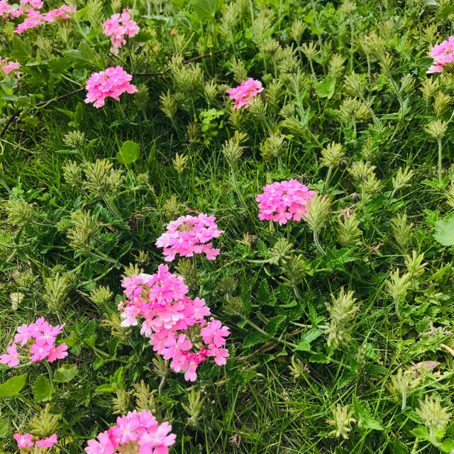 バーベナ　花手毬　抜き苗 ハンドメイドのフラワー/ガーデン(その他)の商品写真