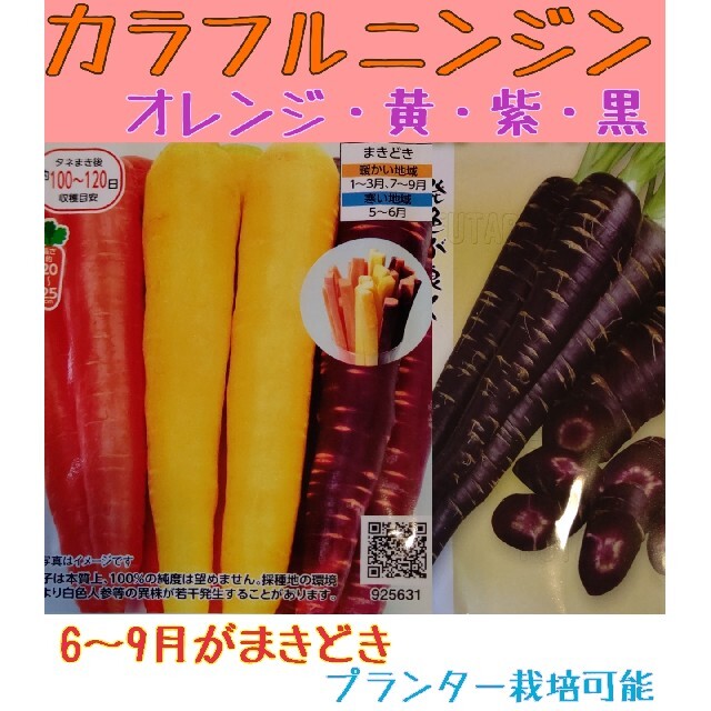 カラフルニンジン 野菜種 家庭菜園 にんじん プランター 食品/飲料/酒の食品(野菜)の商品写真