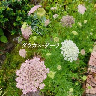 秋まき　花の種　ダウカス・ダーラ　種　100粒　(その他)