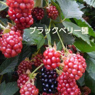 ブラックベリー種　(プランター)