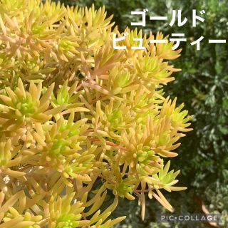 多肉植物　ゴールドビューティー　セダムカット苗10カット(その他)