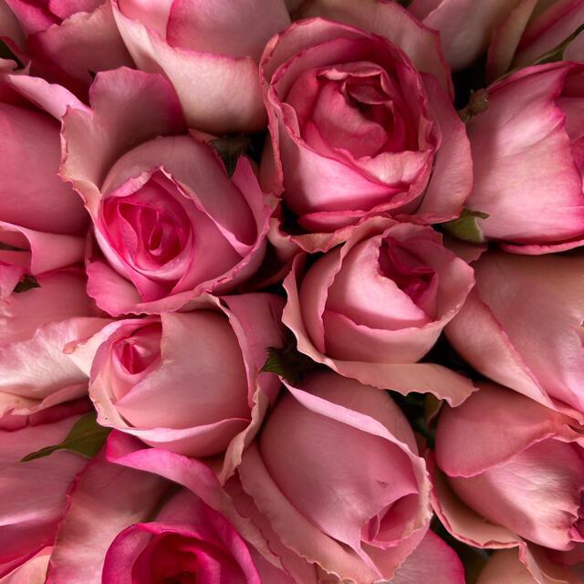 増量 バラ 切り花 生花 ベラヴィータ 縁が濃いピンク 70本の通販 By Rose Net S Shop ラクマ