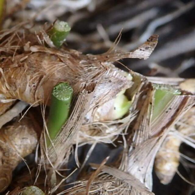 130g 「ハラン/葉蘭/葉ラン」苗・根茎・常緑多年草・下草 【観葉植物】 ハンドメイドのフラワー/ガーデン(その他)の商品写真