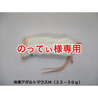 冷凍アダルトマウスM、23-30g、70匹(爬虫類/両生類用品)