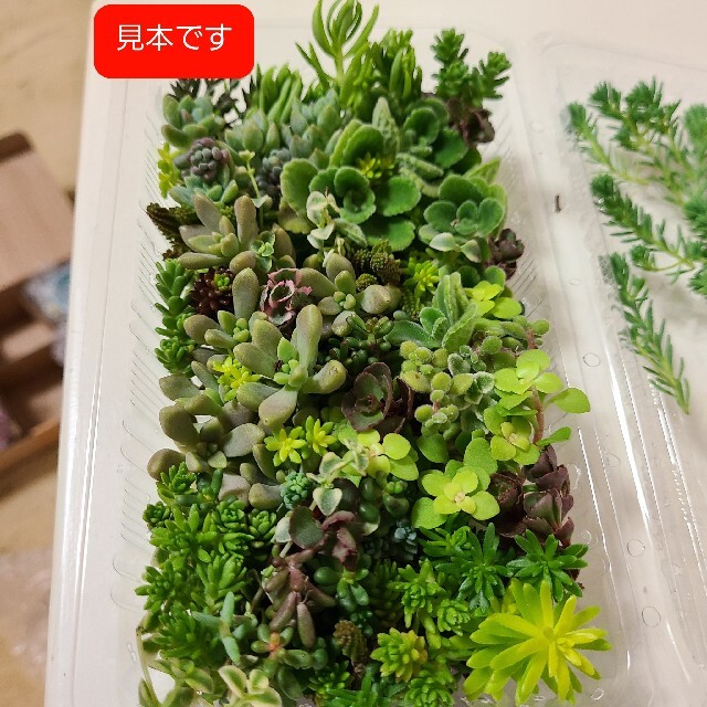 多肉植物　アマビエセット姉妹とアロマティカスセダムセット ハンドメイドのフラワー/ガーデン(その他)の商品写真