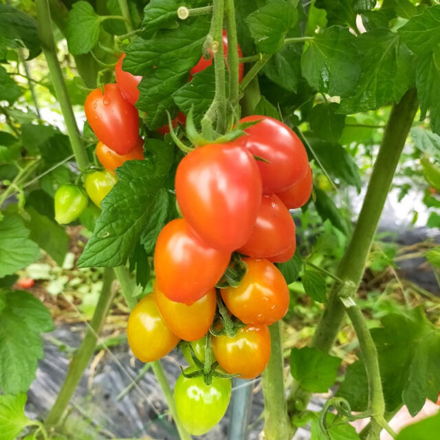 極甘🍅2kgミニトマト詰め合わせ 食品/飲料/酒の食品(野菜)の商品写真