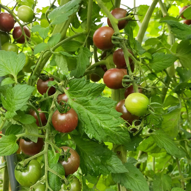 極甘🍅2kgミニトマト詰め合わせ 食品/飲料/酒の食品(野菜)の商品写真