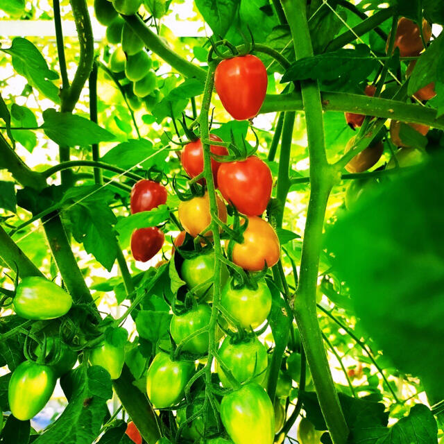 極甘🍅2kgミニトマト詰め合わせ 食品/飲料/酒の食品(野菜)の商品写真