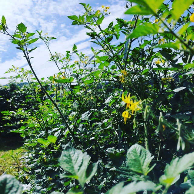 極甘🍅2kgミニトマト詰め合わせ 食品/飲料/酒の食品(野菜)の商品写真