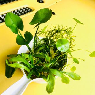 メダカの水草3種類とアナカリス２本(アクアリウム)