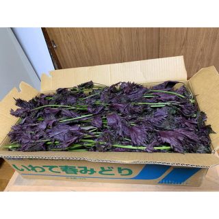 【ぽむ様専用】赤しそ14キロ(野菜)