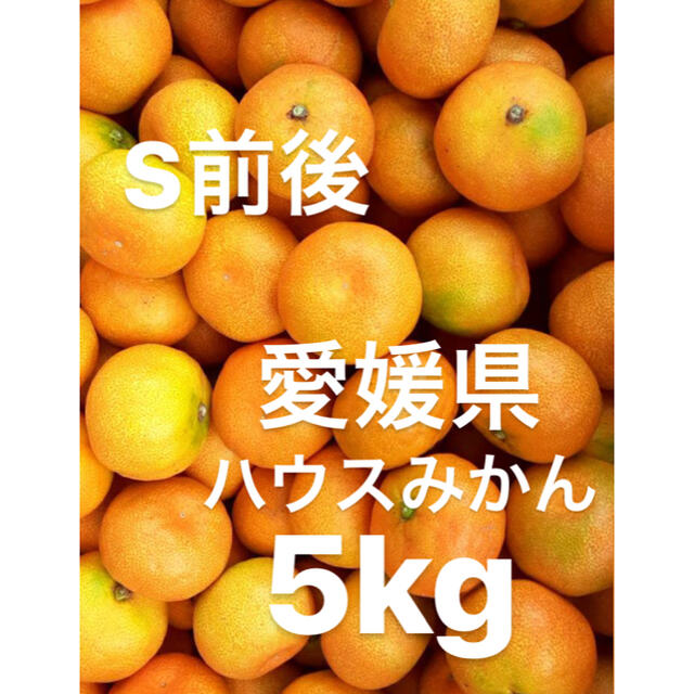 愛媛県産 ハウスみかん 5kg - フルーツ