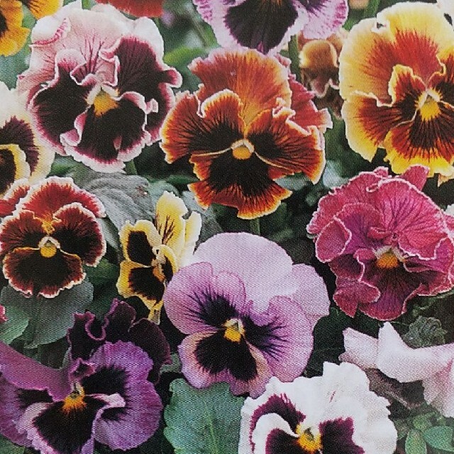 花の種      パンジーフラメンコミックス＋おまけ ハンドメイドのフラワー/ガーデン(その他)の商品写真