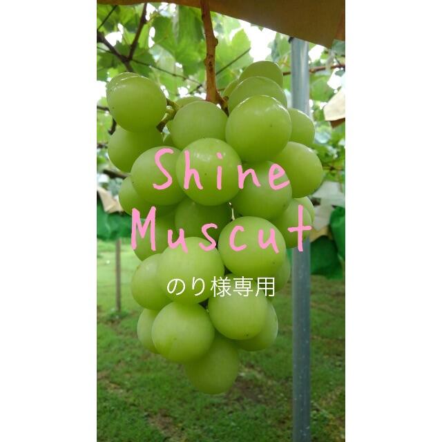 ★のり★ シャインマスカット 2キロ箱