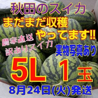 26 訳あり 糖度12度以上 秋田 農家直送スイカ 西瓜 キズ むら 5L1玉(野菜)