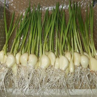 無農薬栽培にんにくスプラウト200g30本～35本(野菜)