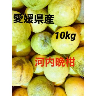 愛媛県産　河内晩柑10kg(フルーツ)