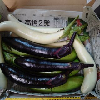 カラフルなす10本入り無農薬栽培福島県産(野菜)