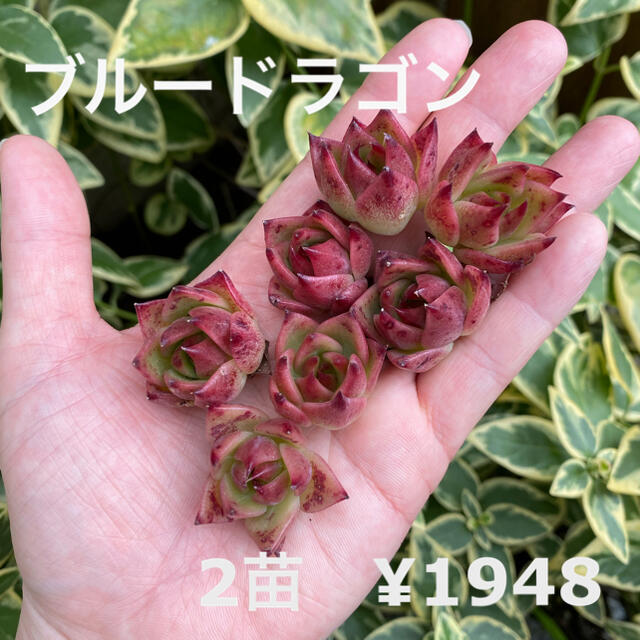 【人気品種】エケベリア　青龍　ブルードラゴン　2苗セット　小苗　多肉植物　韓国苗 ハンドメイドのフラワー/ガーデン(その他)の商品写真