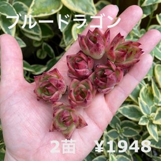 【人気品種】エケベリア　青龍　ブルードラゴン　2苗セット　小苗　多肉植物　韓国苗(その他)